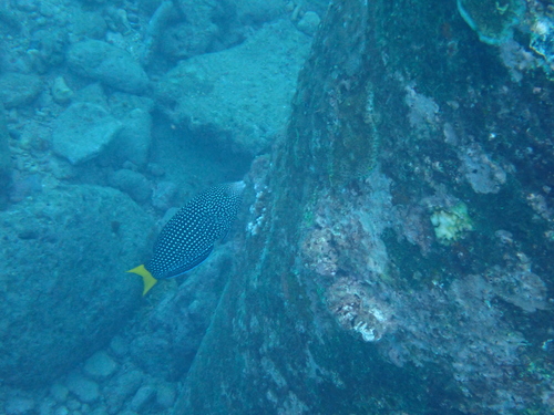 Anampses observed 2026-10-19