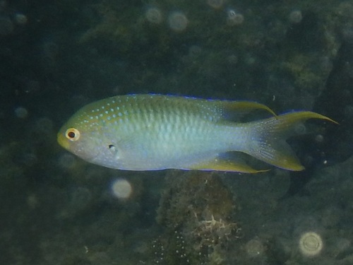 Neopomacentrus nemurus observed 2026-10-16