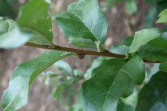 Pseudocneorhinus bifasciatus