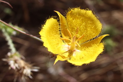 Calochortus weedii weedii