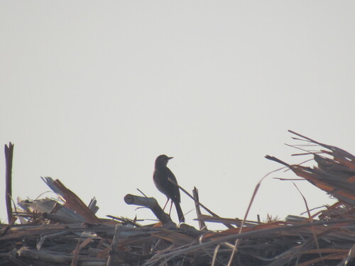 iNaturalist image