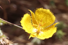 Calochortus weedii weedii