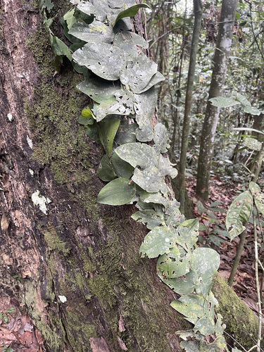 Rhaphidophora korthalsii observed 2026-09-15