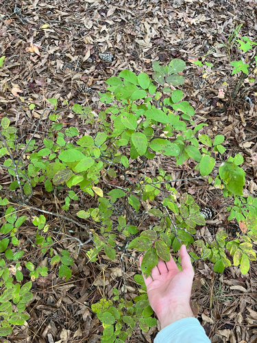 Vaccinium stamineum observed 2026-10-13