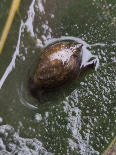 Physella acuta observed 2026-10-19