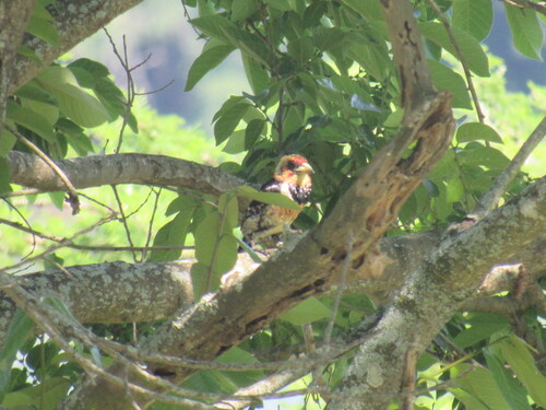 iNaturalist image
