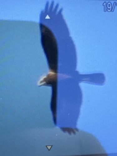 Western Marsh Harrier
