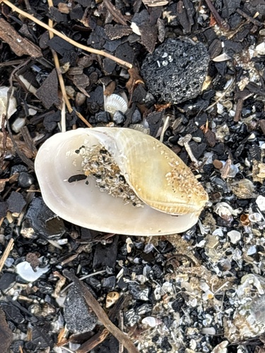 Scaphander lignarius observed 2026-10-19