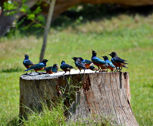 iNaturalist image