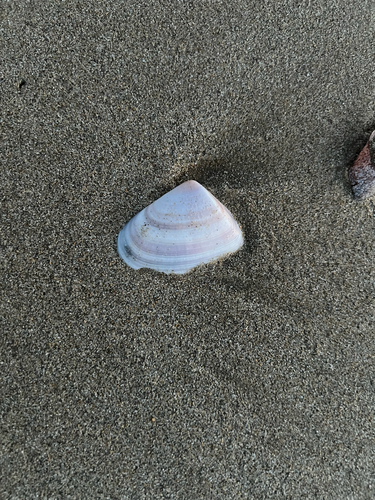 Donax deltoides, 2026-10-19