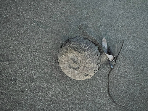 Amblypneustes ovum observed 2026-10-19