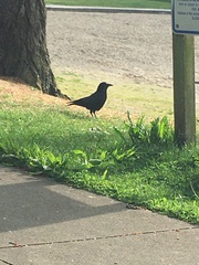 Corvus brachyrhynchos