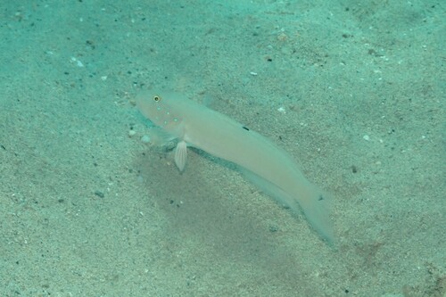 Valenciennea sexguttata observed 2026-10-19