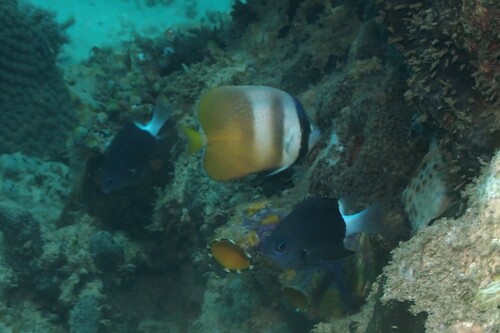 Chromis margaritifer observed 2026-10-19