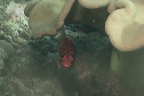 Sargocentron caudimaculatum observed 2026-10-19