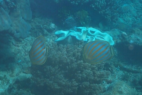 Chaetodon ornatissimus observed 2026-10-19