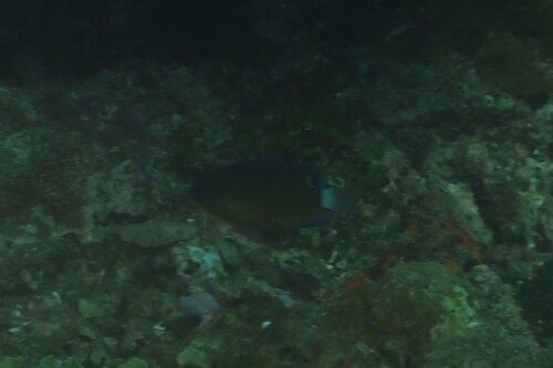 Pomacentrus bankanensis observed 2026-10-19