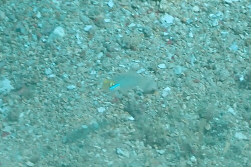 Valenciennea observed 2026-10-19