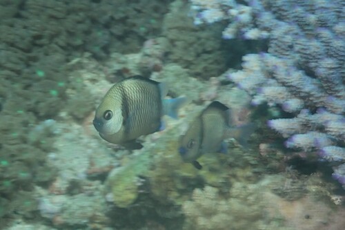 Dascyllus reticulatus observed 2026-10-19