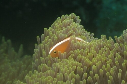 Amphiprion sandaracinos observed 2026-10-19
