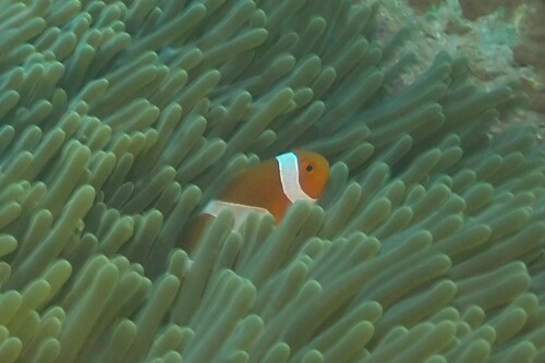 Amphiprion ocellaris observed 2026-10-19