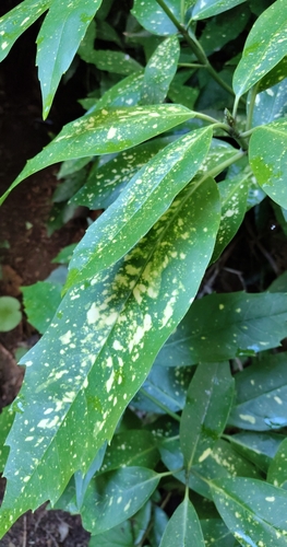 Aucuba japonica observed 2026-10-19