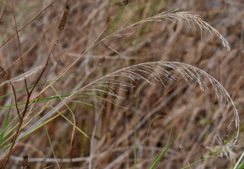 Dinebra polystachyos observed 2026-08-18