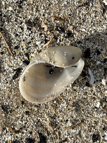 Scaphander lignarius observed 2026-10-19