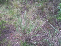 Phalaris californica