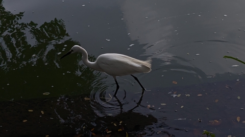 Little Egret