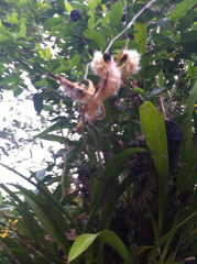 Oncidium sphacelatum