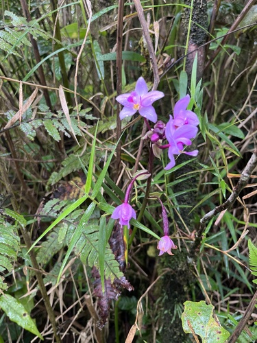 Spathoglottis plicata observed 2026-10-18