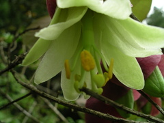 Passiflora membranacea
