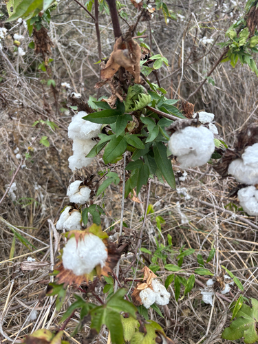 Gossypium hirsutum observed 2026-10-18