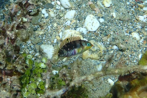 Halichoeres nebulosus observed 2026-10-19