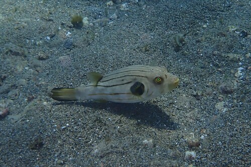 Arothron manilensis observed 2026-10-19