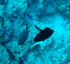 Acanthurus thompsoni