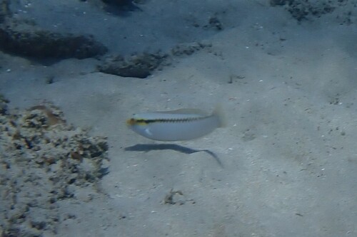 Halichoeres scapularis observed 2026-10-19