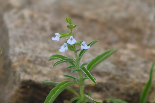 Salvia reflexa observed 2026-10-19