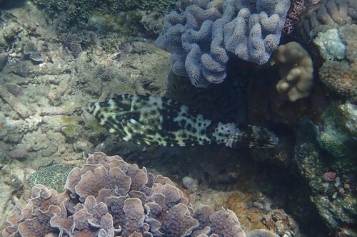 Aluterus scriptus observed 2026-10-19