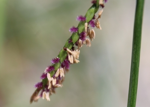 Paspalum vaginatum