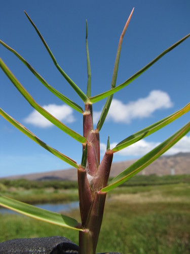 Paspalum vaginatum