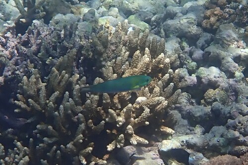 Thalassoma amblycephalum observed 2026-10-19