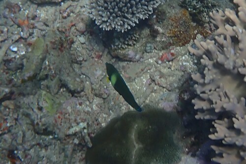 Labrichthys observed 2026-10-19