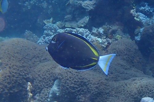 Acanthurus nigricans observed 2026-10-19