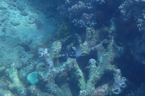 Aulostomus chinensis observed 2026-10-19