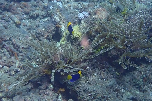 Centropyge bicolor observed 2026-10-19