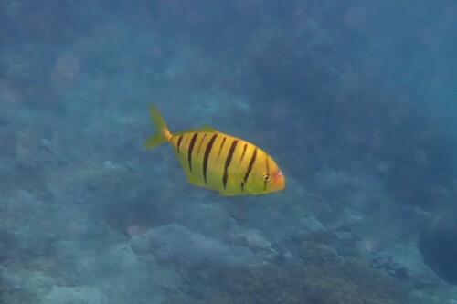 Gnathanodon speciosus observed 2026-10-19