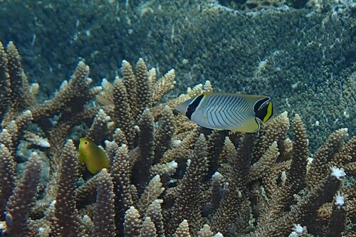 Chaetodon trifascialis observed 2026-10-19