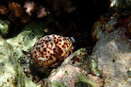 Cypraea tigris observed 2026-10-19